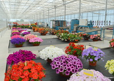 Blik in de nieuwe kas van Schneider